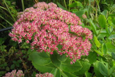 sedum plant