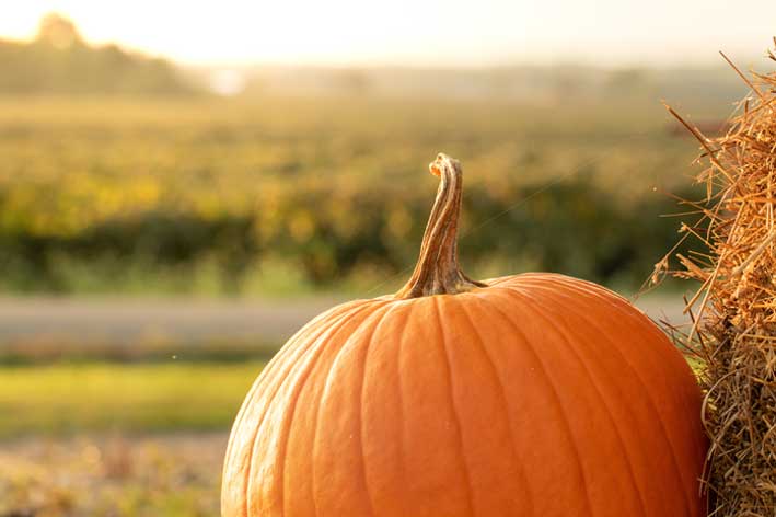fall scene on farm