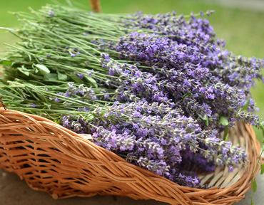 basket of lavender