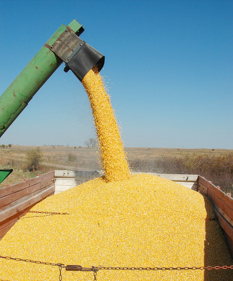 grain being loaded into a truck