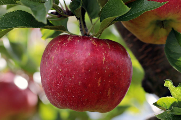 apples