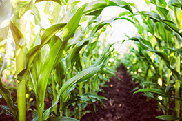 Rows of corn