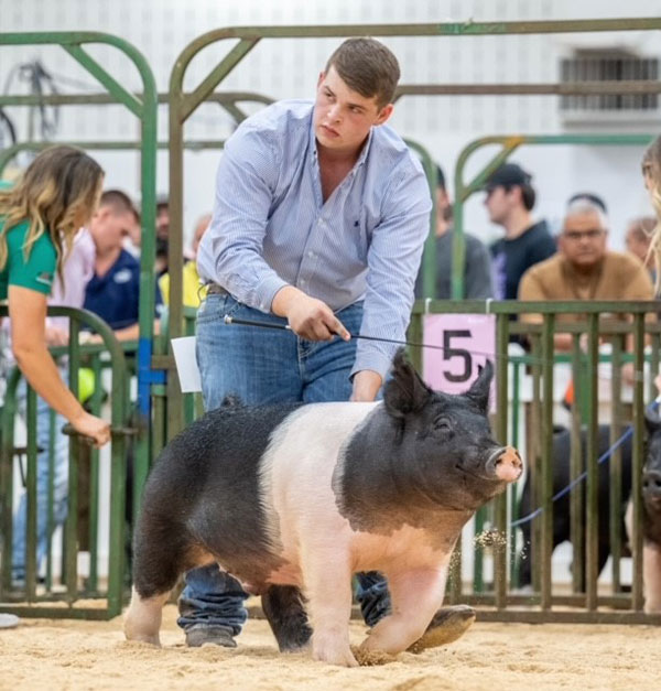 Young winner with pig