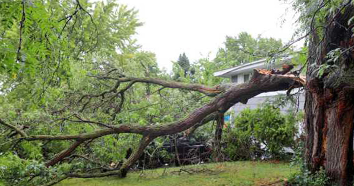 Down tree limb