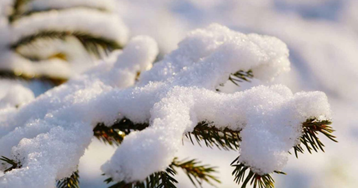 Snow covered pine tree