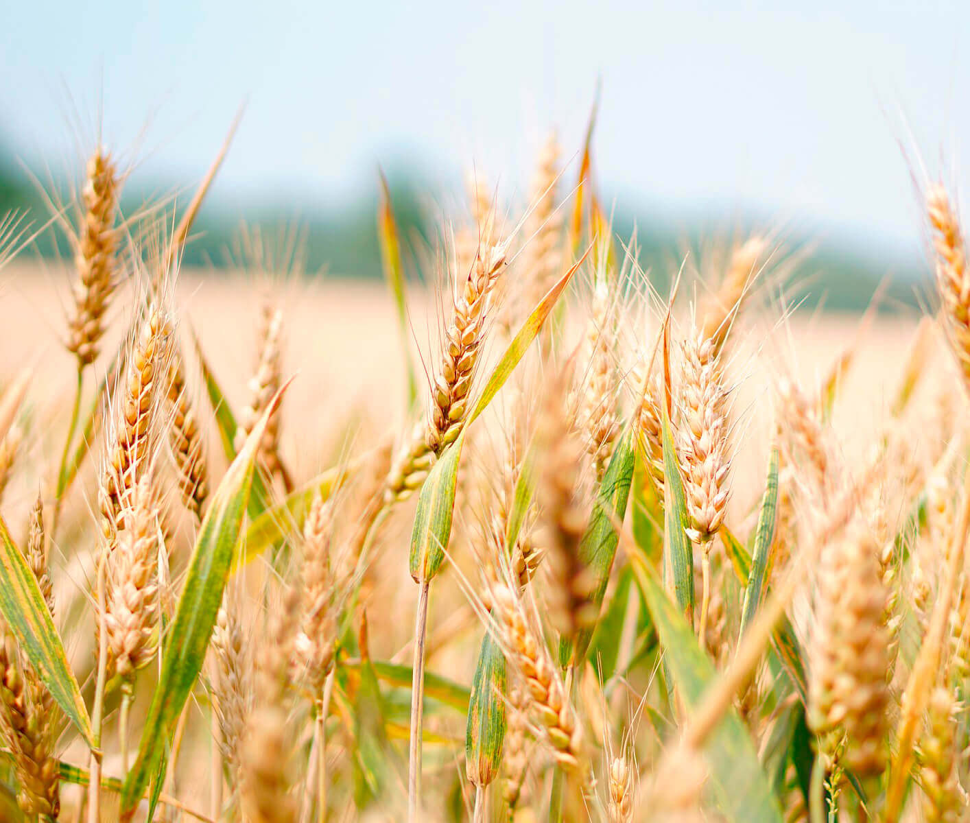 grain