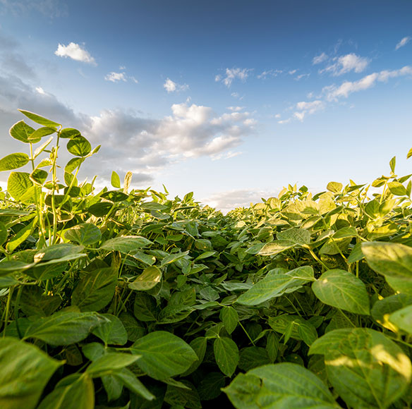 Virginia Farm Bureau Newsroom