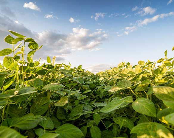 soybeans